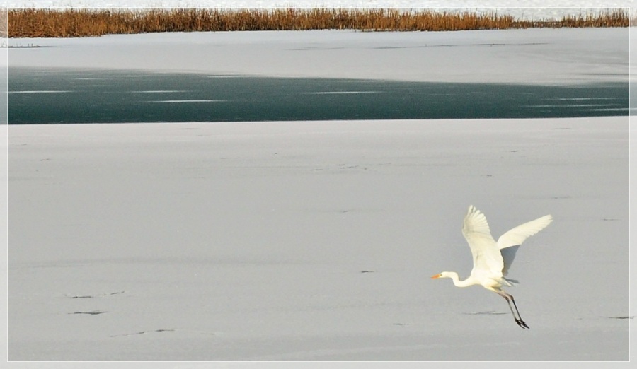 Büyük ak balıkçıl » Great Egret » Ardea alba