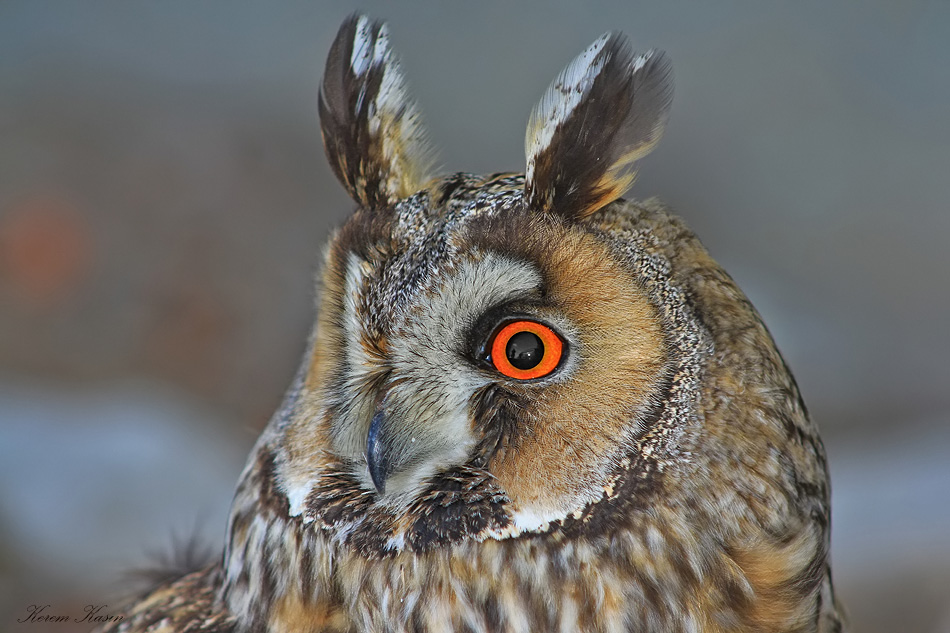 Kulaklı orman baykuşu » Long-eared Owl » Asio otus