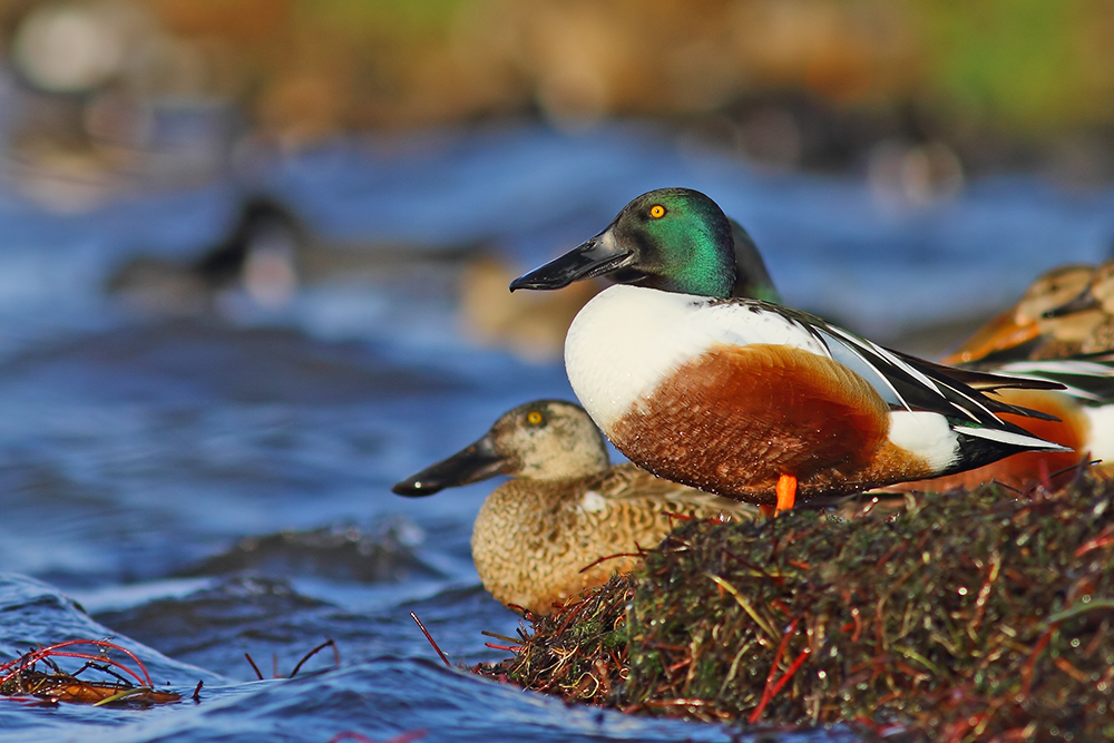 Kaşıkgaga » Northern Shoveler » Spatula clypeata
