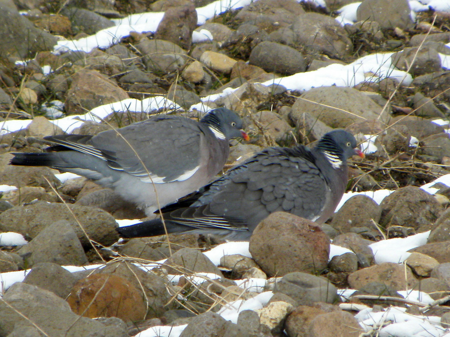 Tahtalı » Common Wood Pigeon » Columba palumbus