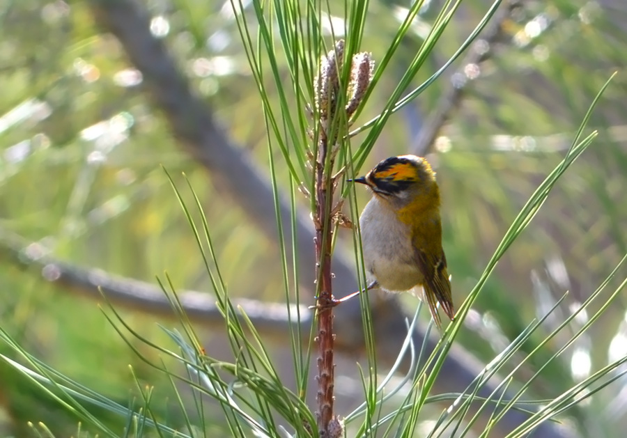 Sürmeli çalıkuşu » Common Firecrest » Regulus ignicapilla