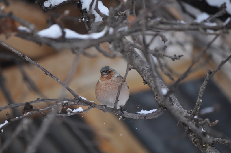 İspinoz » Common Chaffinch » Fringilla coelebs