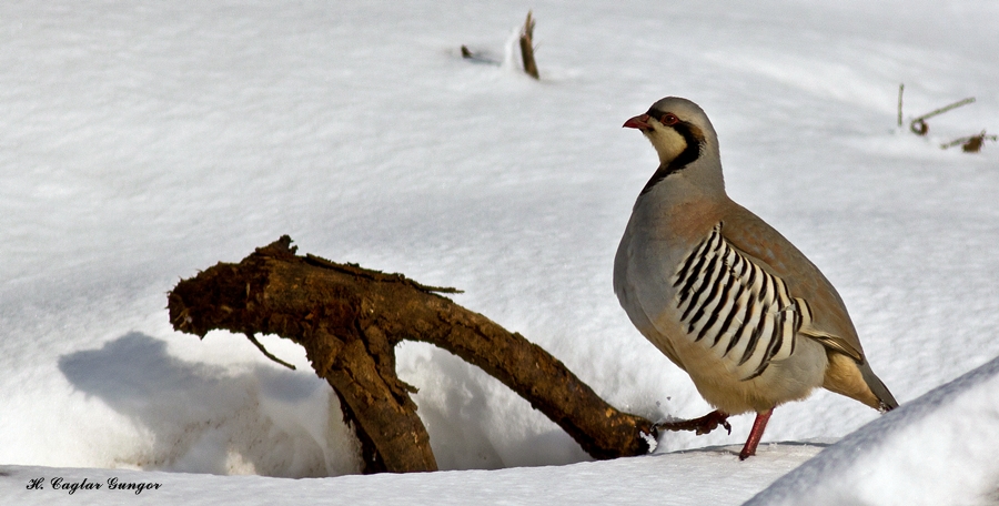 Kınalı keklik » Chukar Partridge » Alectoris chukar
