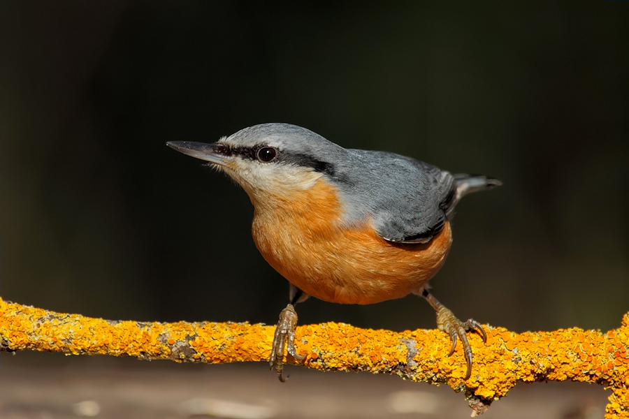 Sıvacı » Eurasian Nuthatch » Sitta europaea