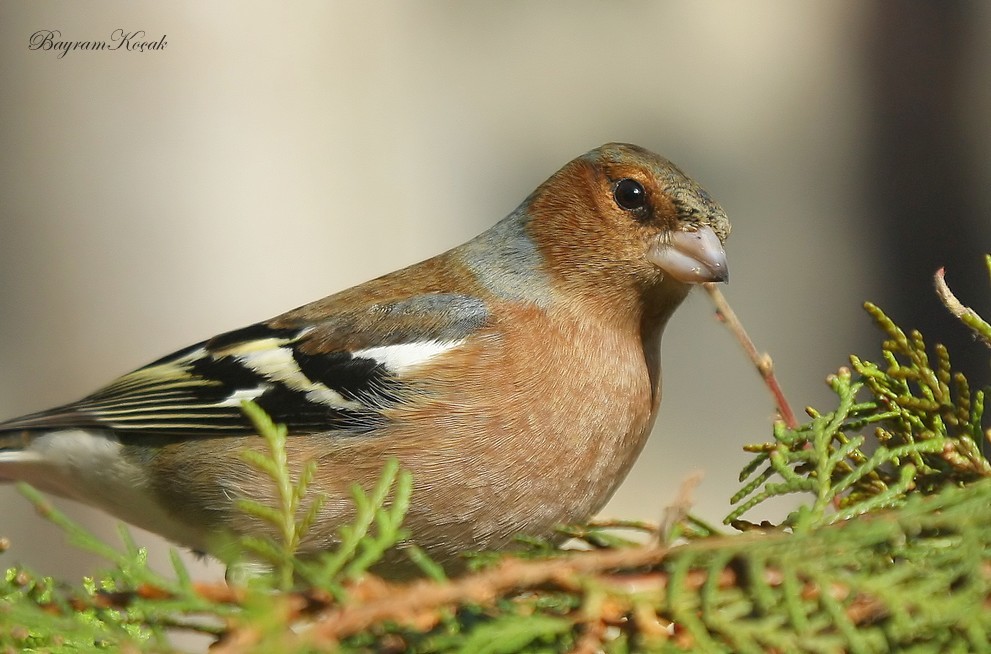İspinoz » Eurasian Chaffinch » Fringilla coelebs