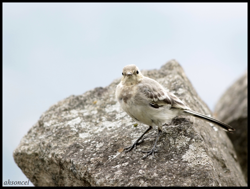 Ak kuyruksallayan » White Wagtail » Motacilla alba
