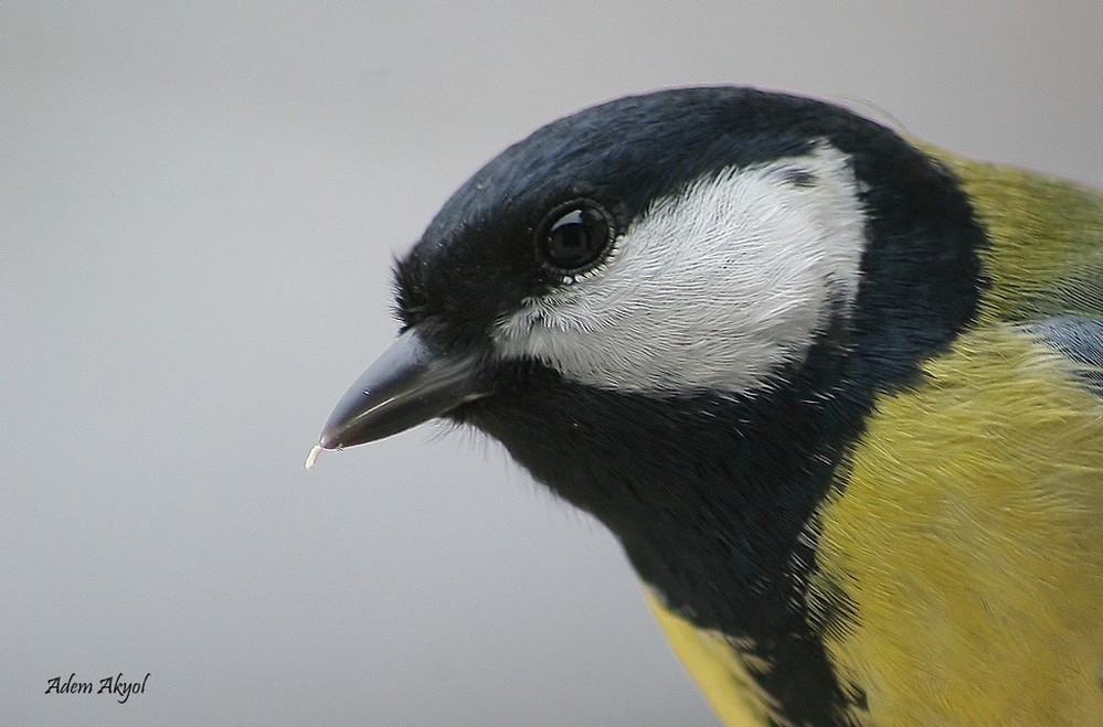 Büyük baştankara » Great Tit » Parus major
