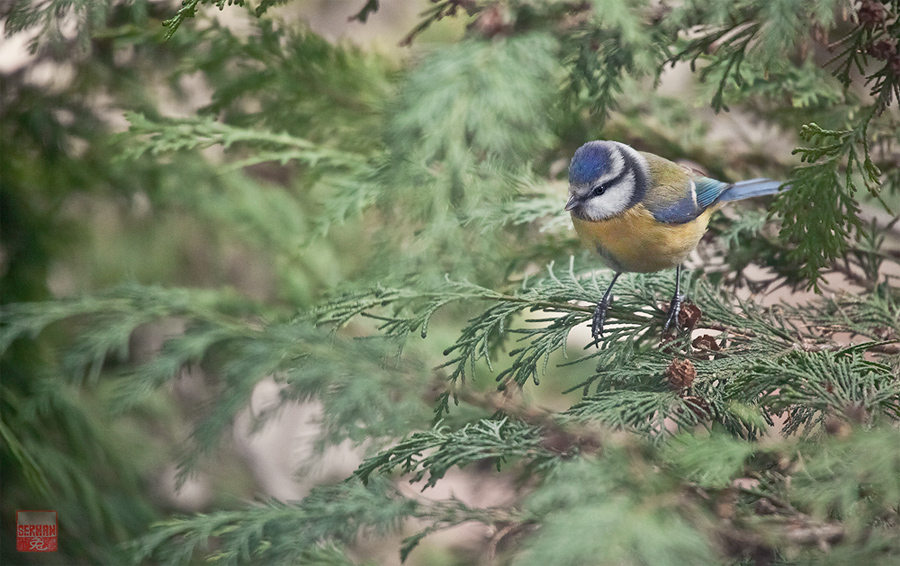 Mavi baştankara » Eurasian Blue Tit » Cyanistes caeruleus