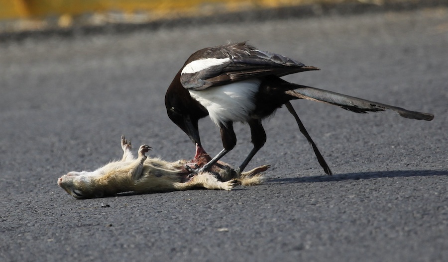 Saksağan » Eurasian Magpie » Pica pica