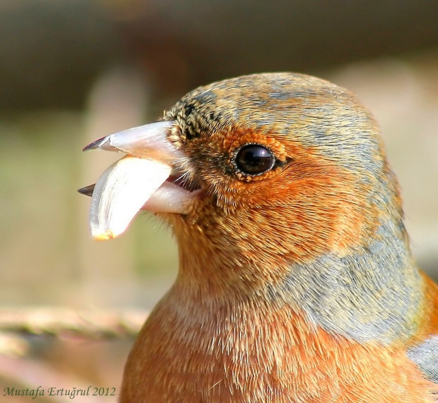 İspinoz » Common Chaffinch » Fringilla coelebs