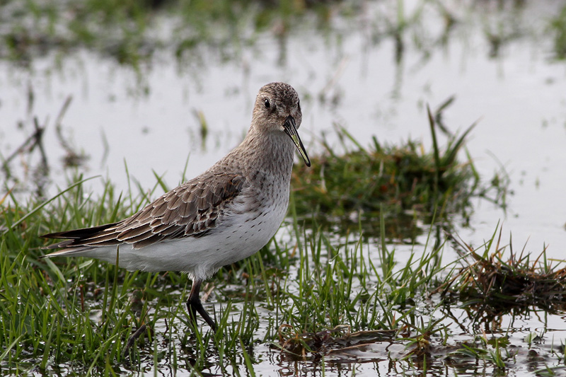 Karakarınlı kumkuşu » Dunlin » Calidris alpina