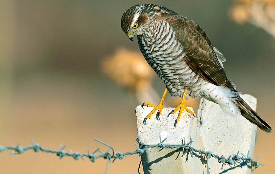 Atmaca » Eurasian Sparrowhawk » Accipiter nisus
