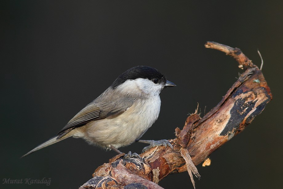 Kayın baştankarası » Marsh Tit » Poecile palustris