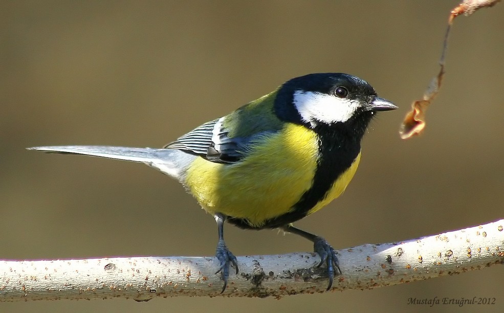 Büyük baştankara » Great Tit » Parus major