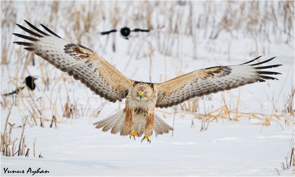 Kızıl şahin » Long-legged Buzzard » Buteo rufinus