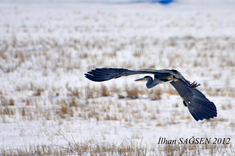 Gri balıkçıl » Grey Heron » Ardea cinerea
