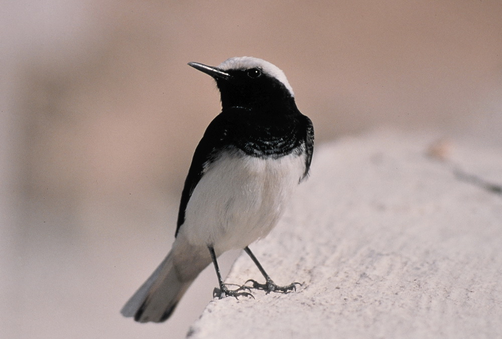 Keşiş kuyrukkakanı » Hooded Wheatear » Oenanthe monacha