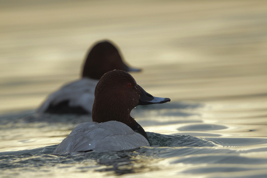 Elmabaş patka » Common Pochard » Aythya ferina