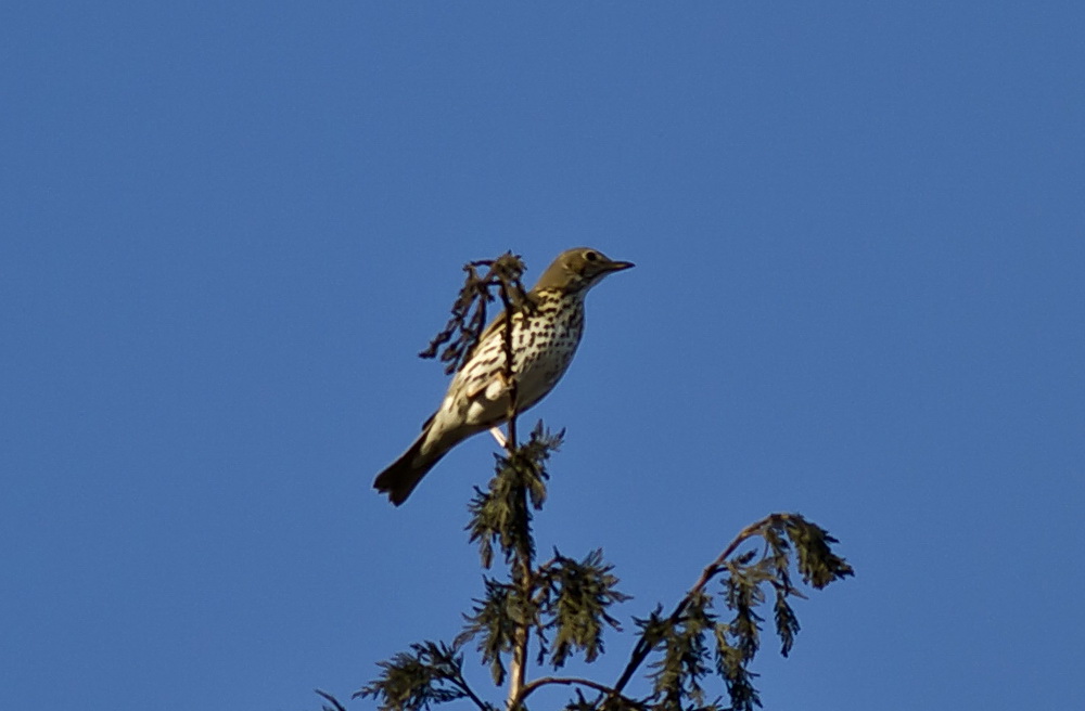 Öter ardıç » Song Thrush » Turdus philomelos