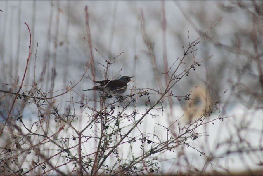 Tarla ardıcı » Fieldfare » Turdus pilaris