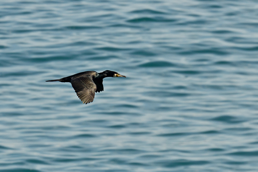 Karabatak » Great Cormorant » Phalacrocorax carbo