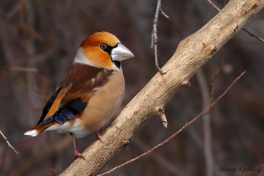 Kocabaş » Hawfinch » Coccothraustes coccothraustes