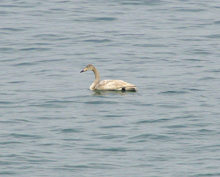 Ötücü kuğu » Whooper Swan » Cygnus cygnus