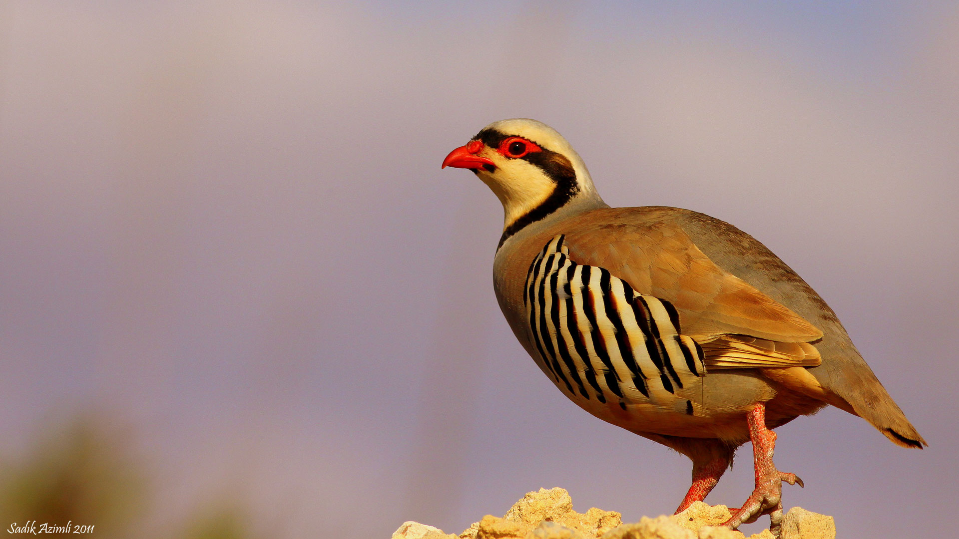 Kınalı keklik » Chukar Partridge » Alectoris chukar
