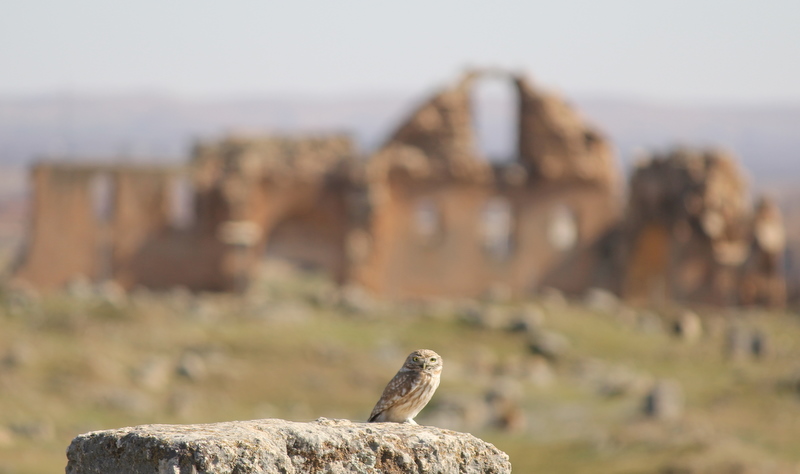 Kukumav » Little Owl » Athene noctua