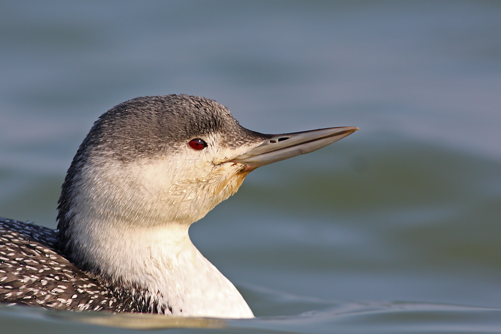 Kızılgerdanlı dalgıç » Red-throated Loon » Gavia stellata