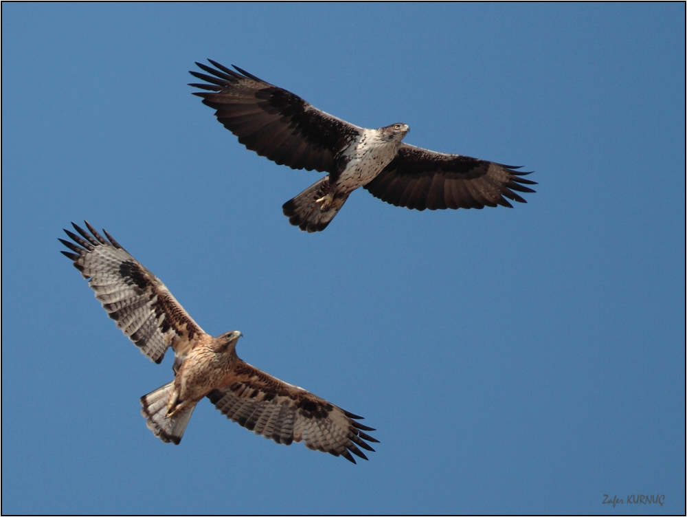 Tavşancıl » Bonelli`s Eagle » Aquila fasciata