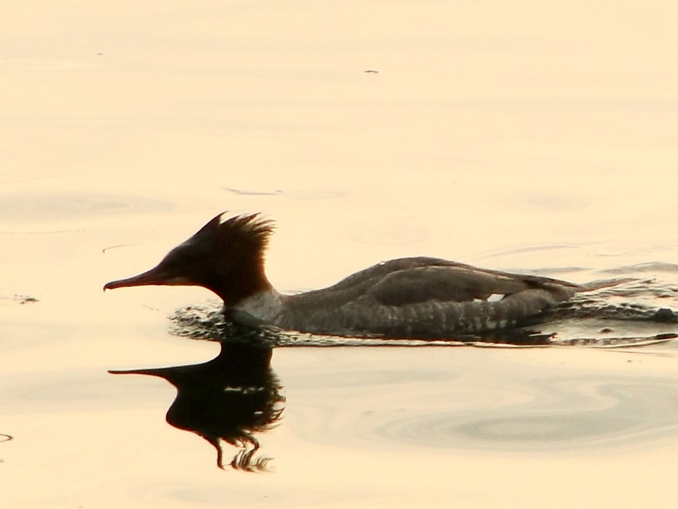 Büyük tarakdiş » Common Merganser » Mergus merganser