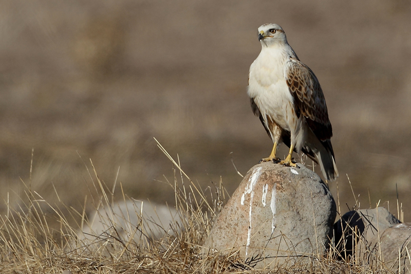 Kızıl şahin » Long-legged Buzzard » Buteo rufinus
