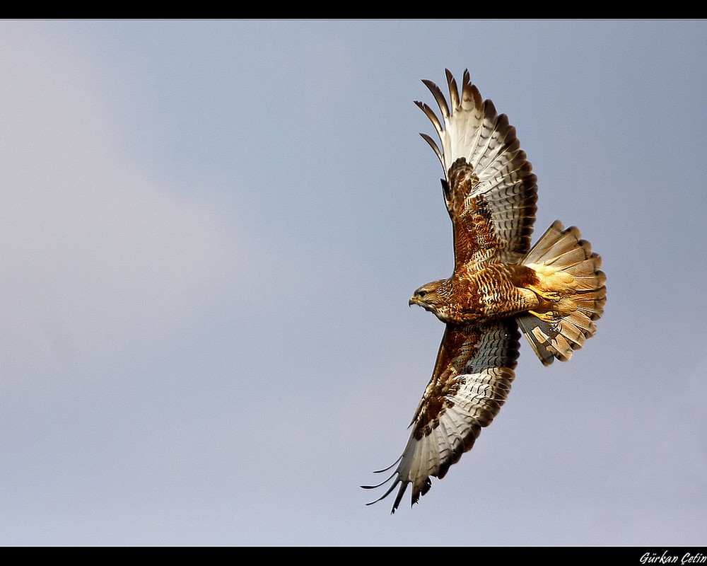 Şahin » Common Buzzard » Buteo buteo