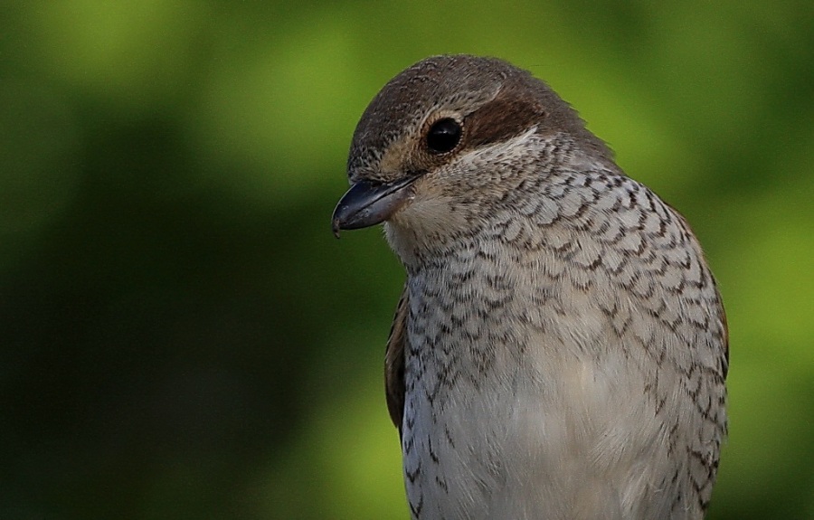 Kızılsırtlı örümcekkuşu » Red-backed Shrike » Lanius collurio