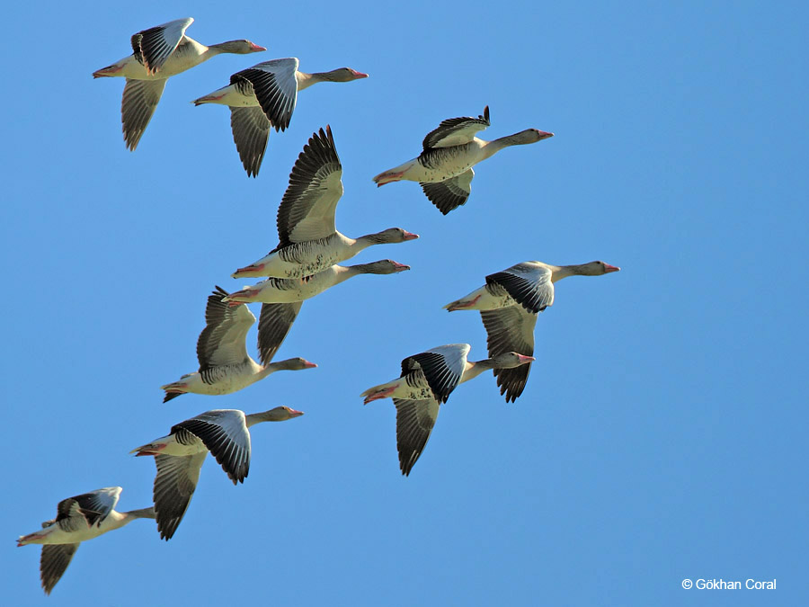 Boz kaz » Greylag Goose » Anser anser