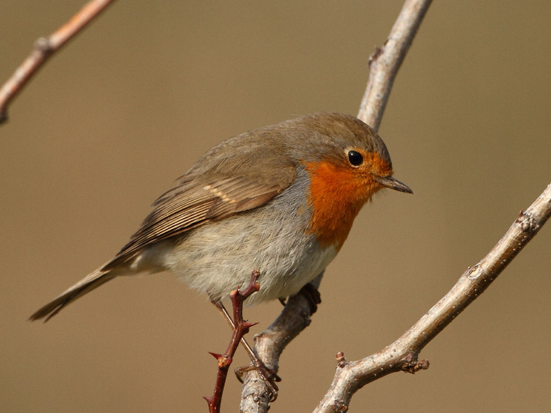 Kızılgerdan » European Robin » Erithacus rubecula