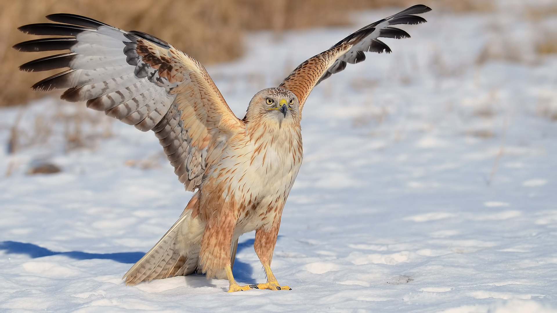 Kızıl şahin » Long-legged Buzzard » Buteo rufinus