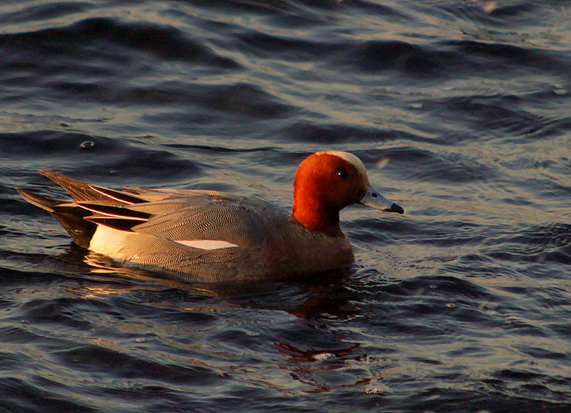 Fiyu » Eurasian Wigeon » Mareca penelope
