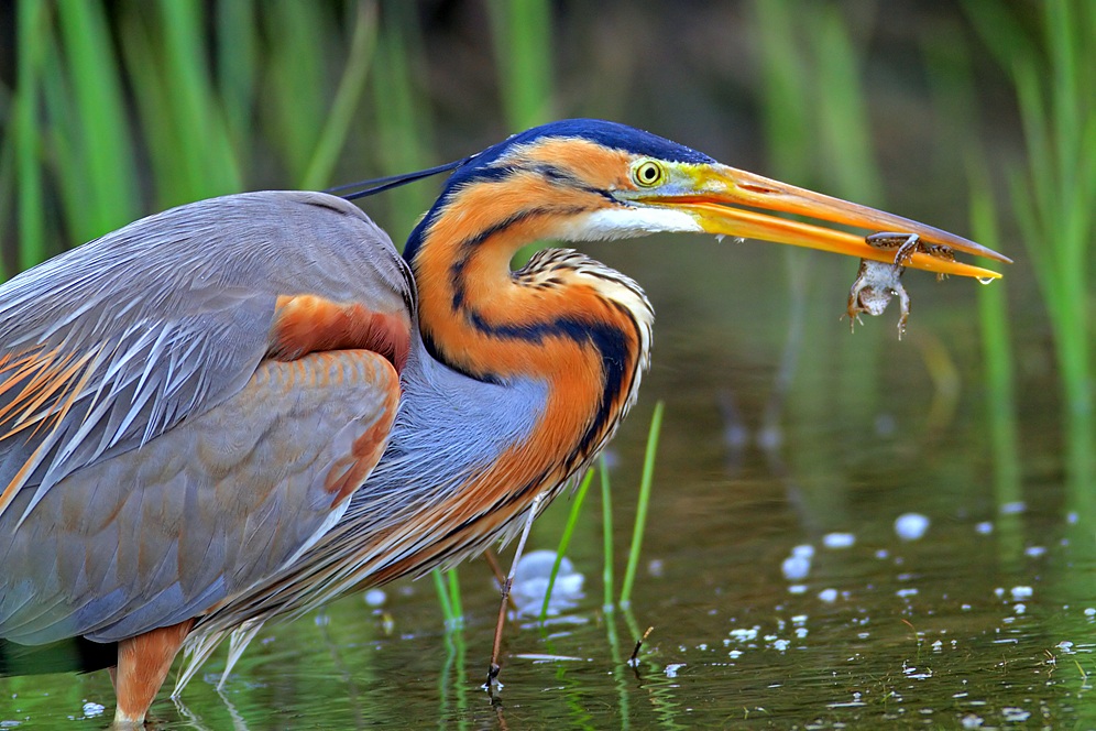 Erguvani balıkçıl » Purple Heron » Ardea purpurea