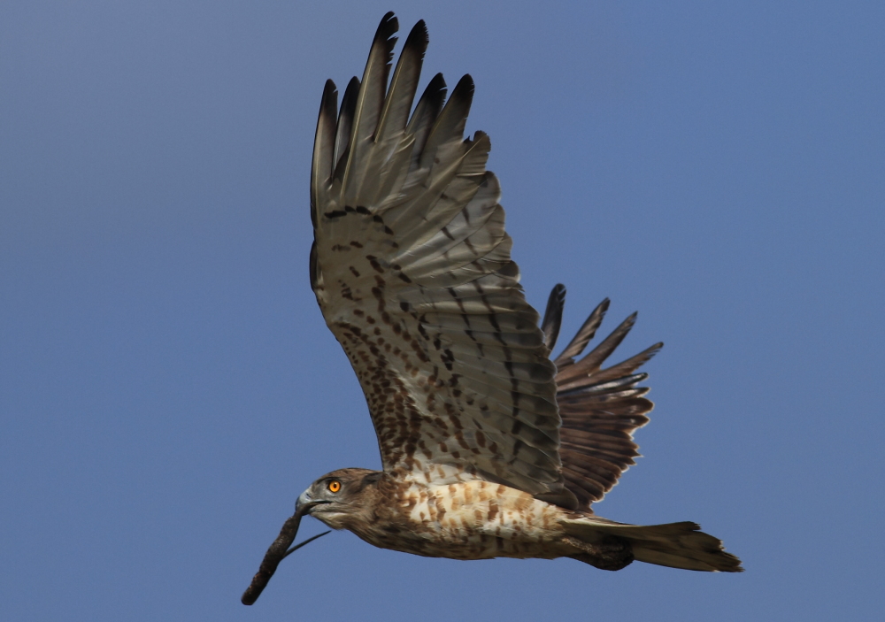 Yılan kartalı » Short-toed Snake Eagle » Circaetus gallicus