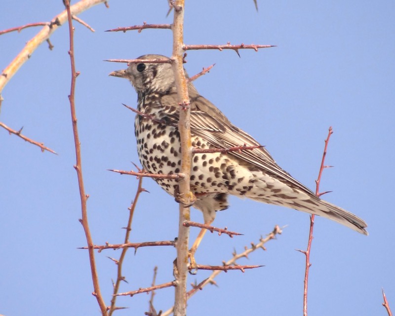 Ökse ardıcı » Mistle Thrush » Turdus viscivorus