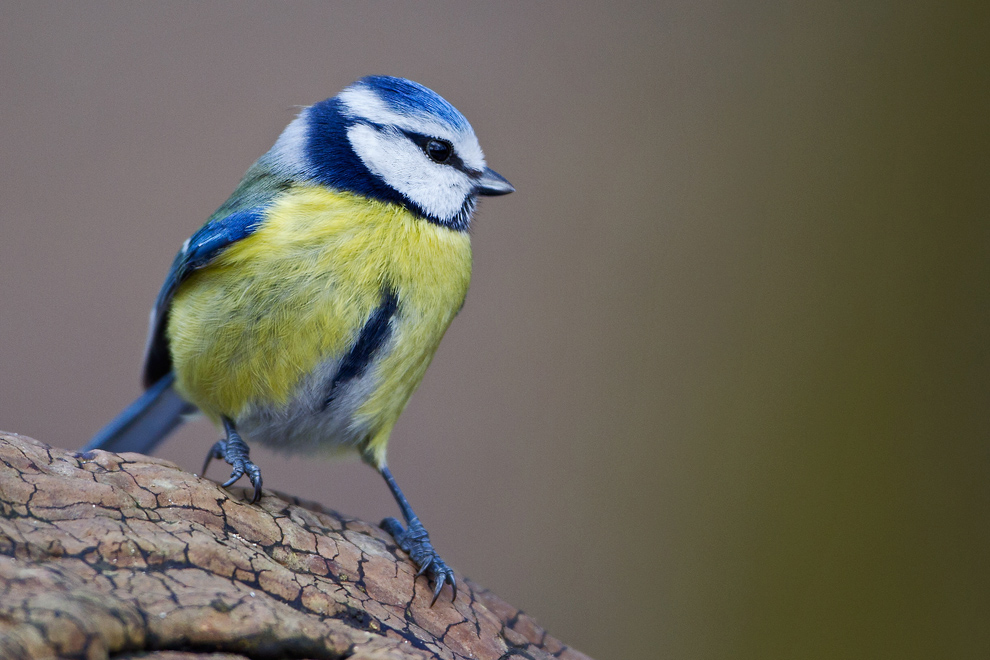 Mavi baştankara » Eurasian Blue Tit » Cyanistes caeruleus