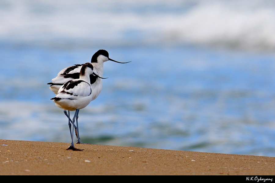 Kılıçgaga » Pied Avocet » Recurvirostra avosetta