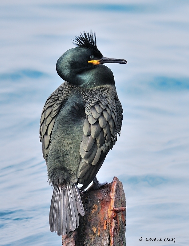 Tepeli karabatak » European Shag » Gulosus aristotelis