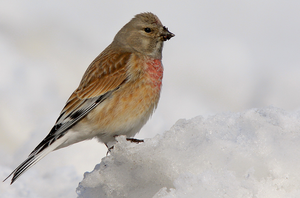 Ketenkuşu » Common Linnet » Linaria cannabina