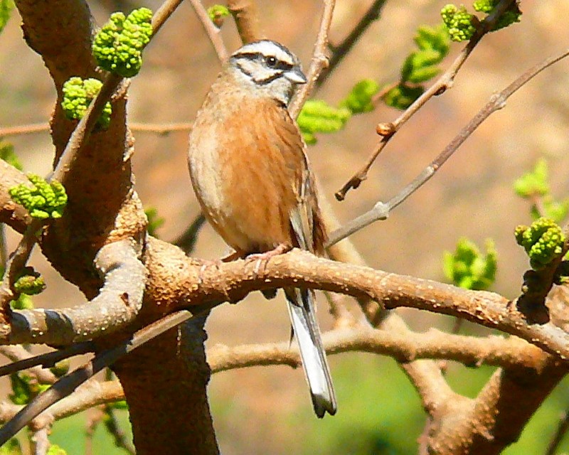 Kaya kirazkuşu » Rock Bunting » Emberiza cia