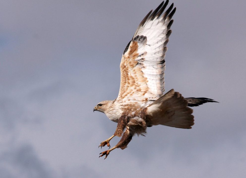 Kızıl şahin » Long-legged Buzzard » Buteo rufinus
