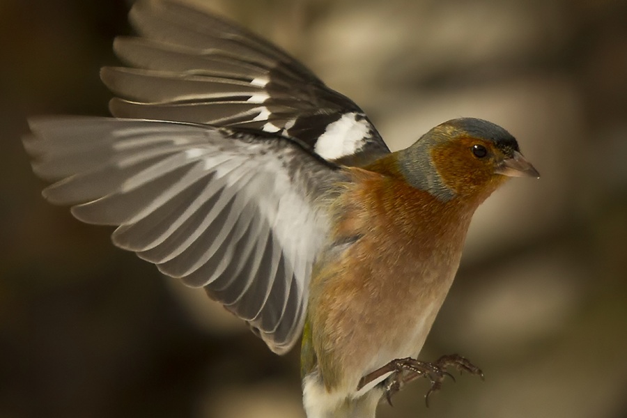 İspinoz » Common Chaffinch » Fringilla coelebs