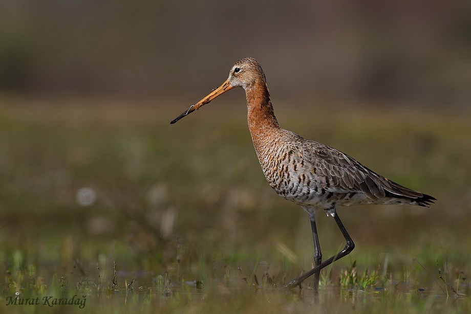 Çamurçulluğu » Black-tailed Godwit » Limosa limosa